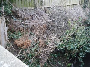 Garden waste fly-tipped in ditch