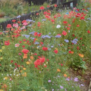 Wildflowers in bloom in Chelmsford Avenue.