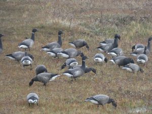 Brent geese on the salt marsh