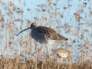 Curlew and Redshank on salt marsh lagoon