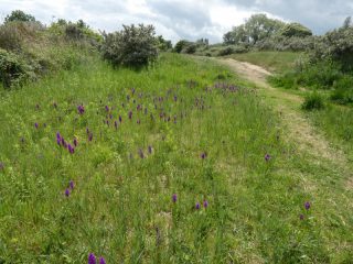 An area of Cleethorpes dunes after selected scrub removal work in 2019, carpeted with orchids