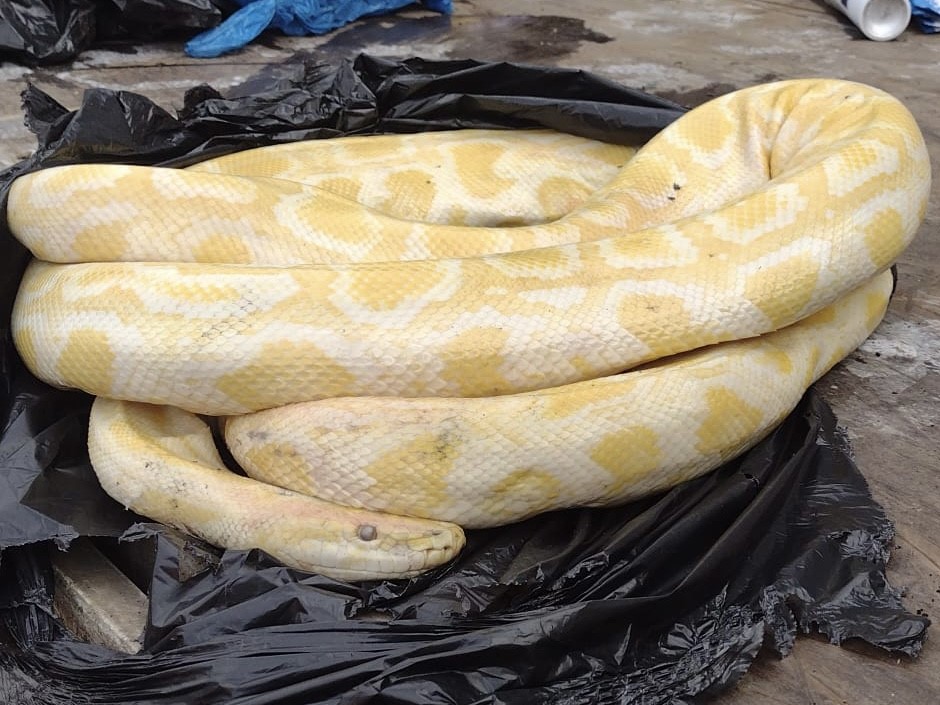 Albino Burmese python found in Grimsby street