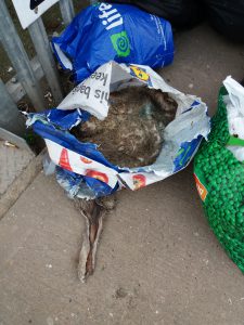 Remains of a sheep left in a bag
