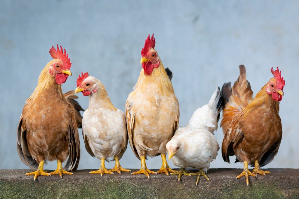 Stock image of chickens