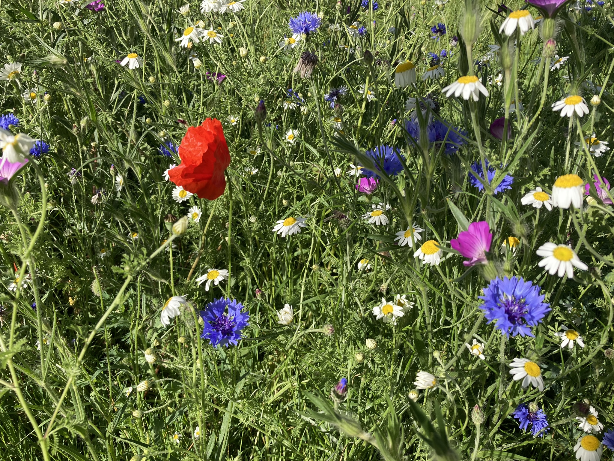 Meadow planting in Ainslie Street Park, Grimsby