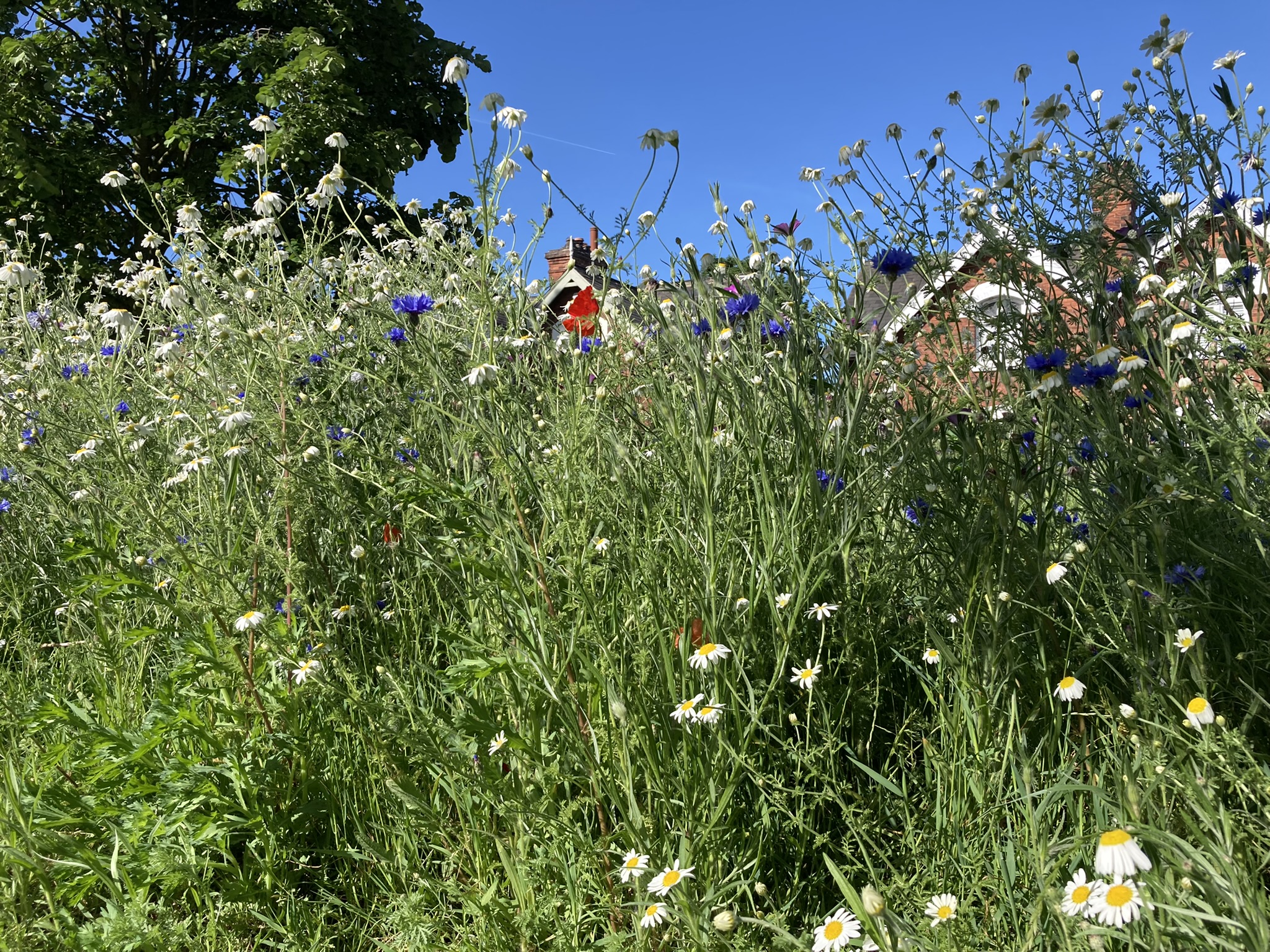 Meadow planting in Ainslie Street Park, Grimsby