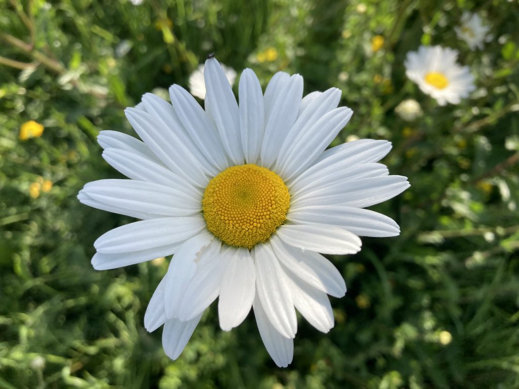 Wildflowers on Peaks Parkway in Grimsby