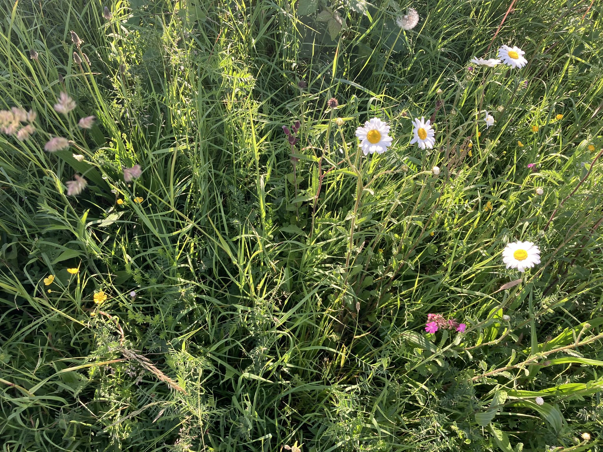 Wildflowers on Peaks Parkway in Grimsby