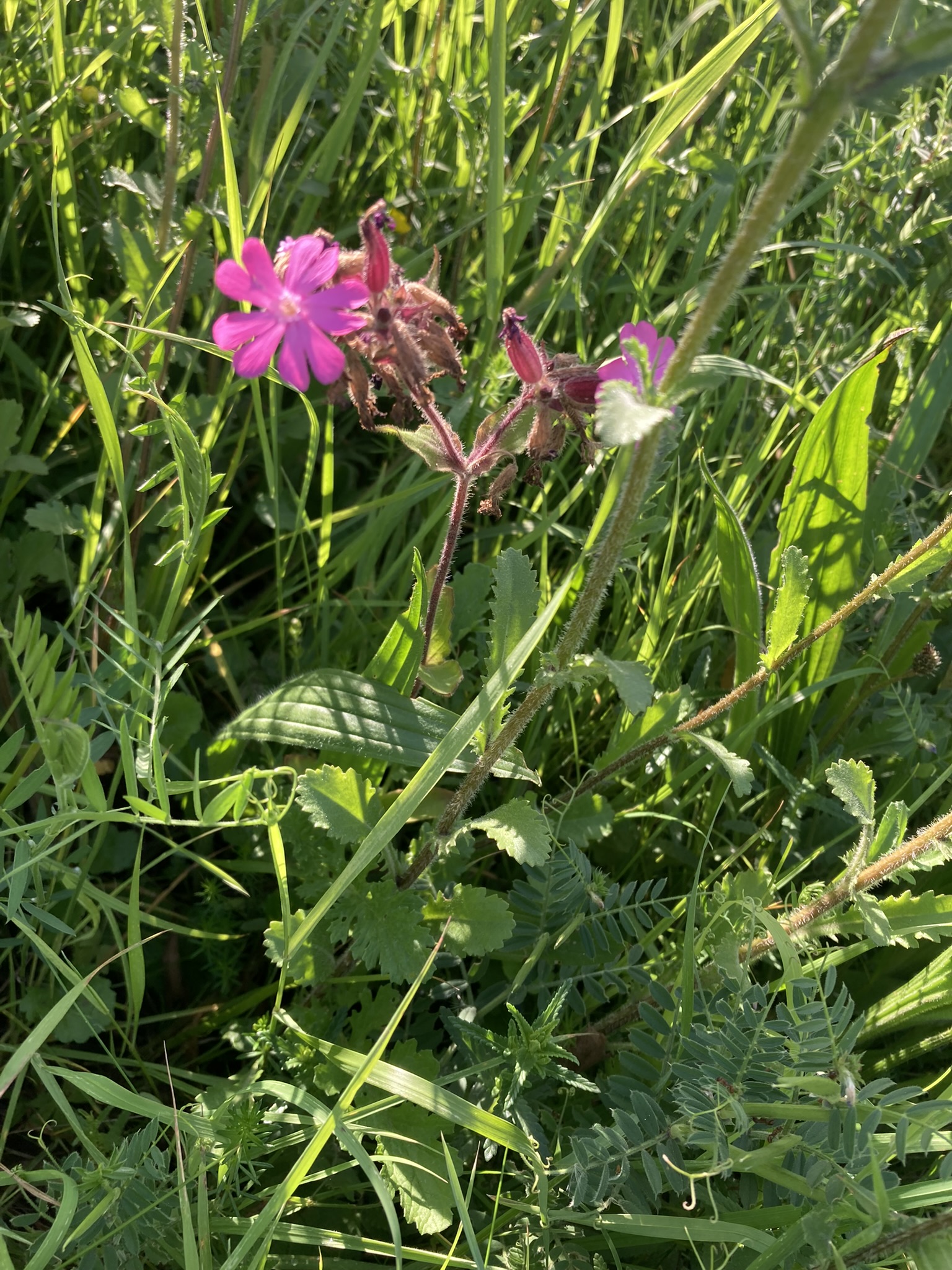 Wildflowers on Peaks Parkway in Grimsby