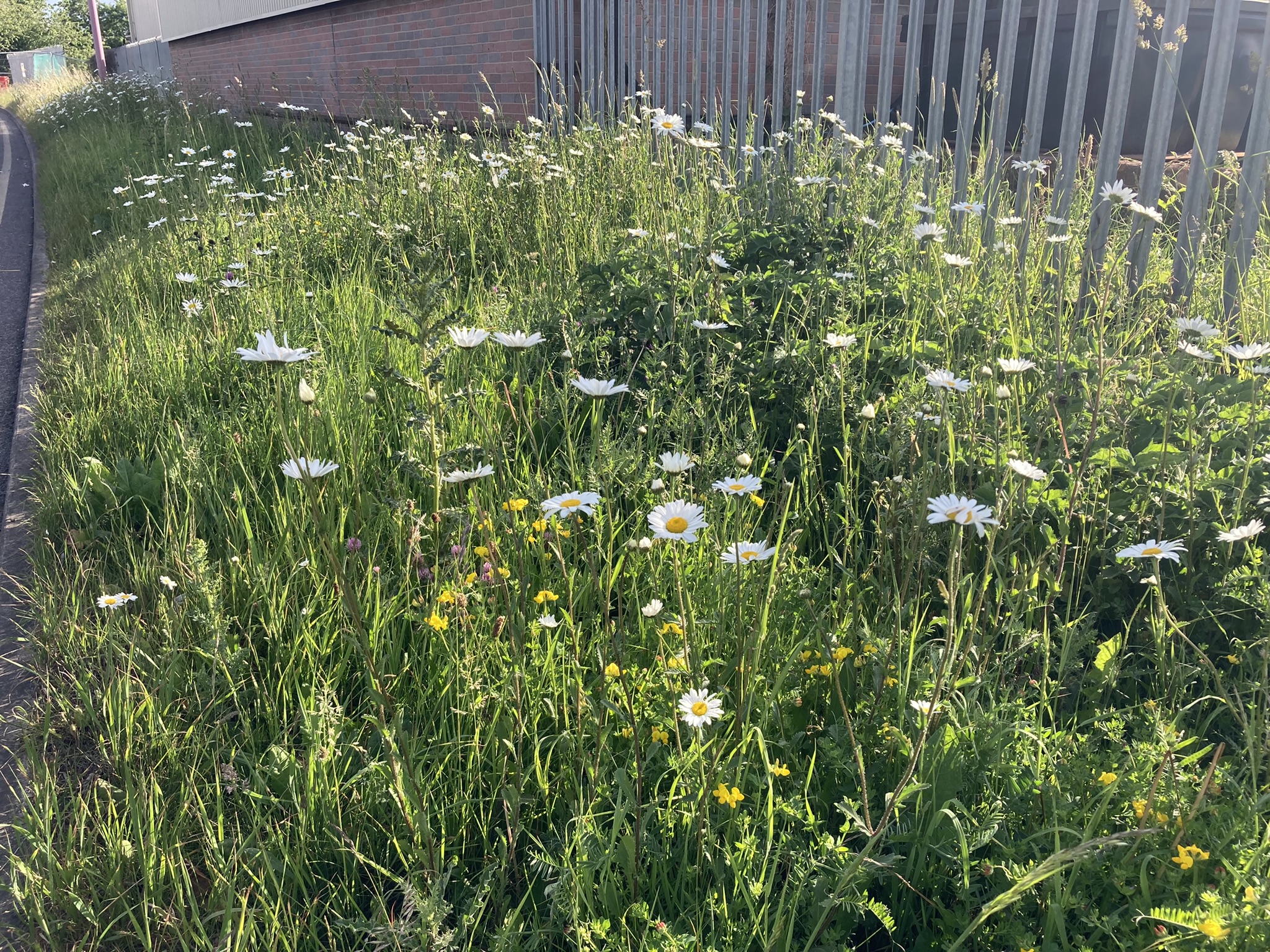 Wildflowers on Peaks Parkway in Grimsby