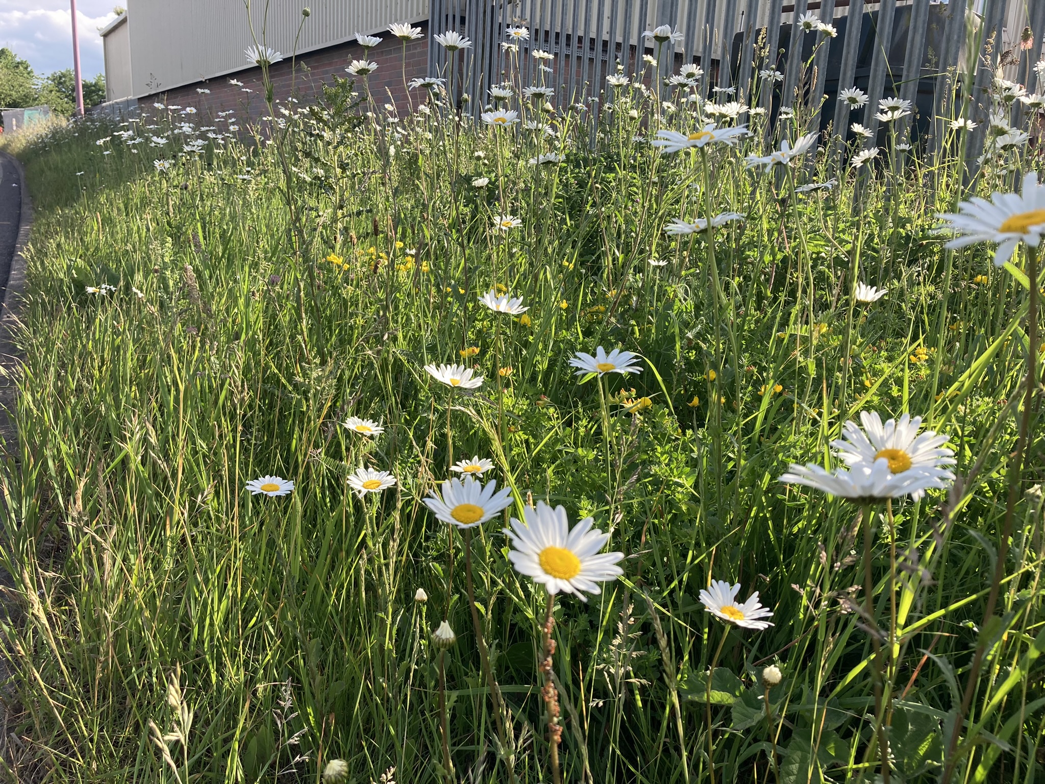 Wildflowers on Peaks Parkway in Grimsby