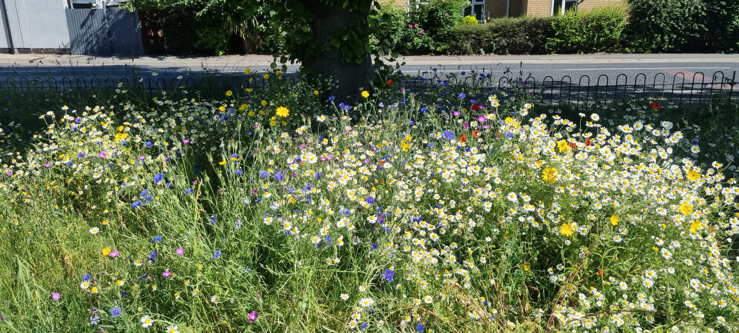 Meadow planting in Ainslie Street Park, Grimsby