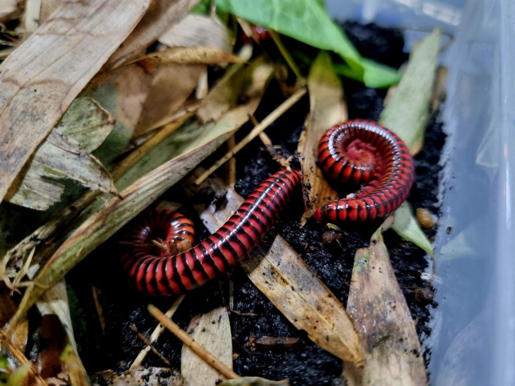 Exotic animal encounters to bring a dose of wonder to Grimsby Top Town