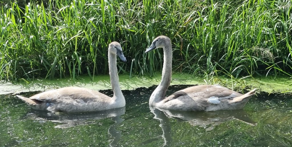 Ducks in the river