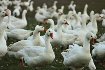 Stock image of geese.