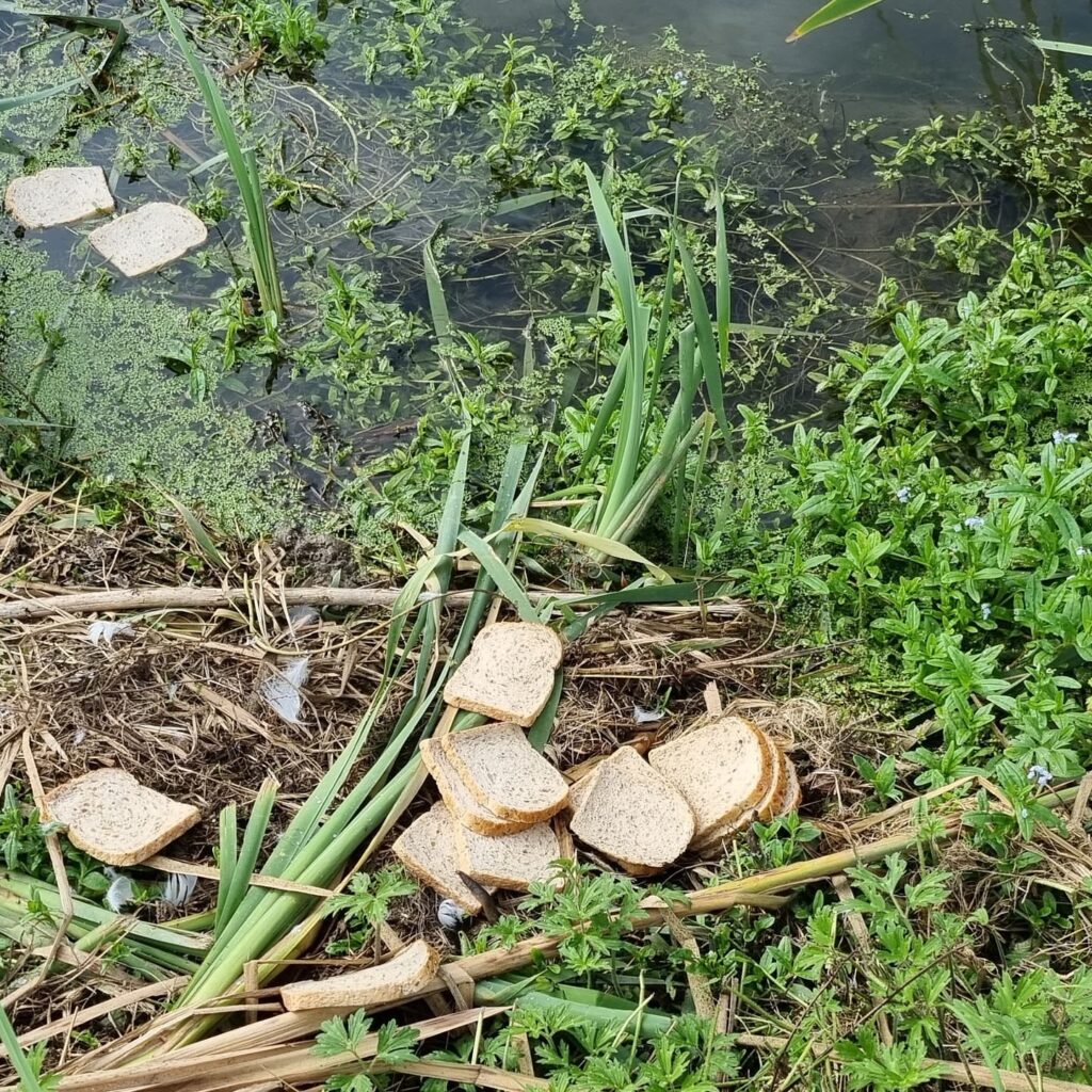 Slices of bread in the river