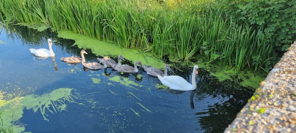 Ducks in the freshney river