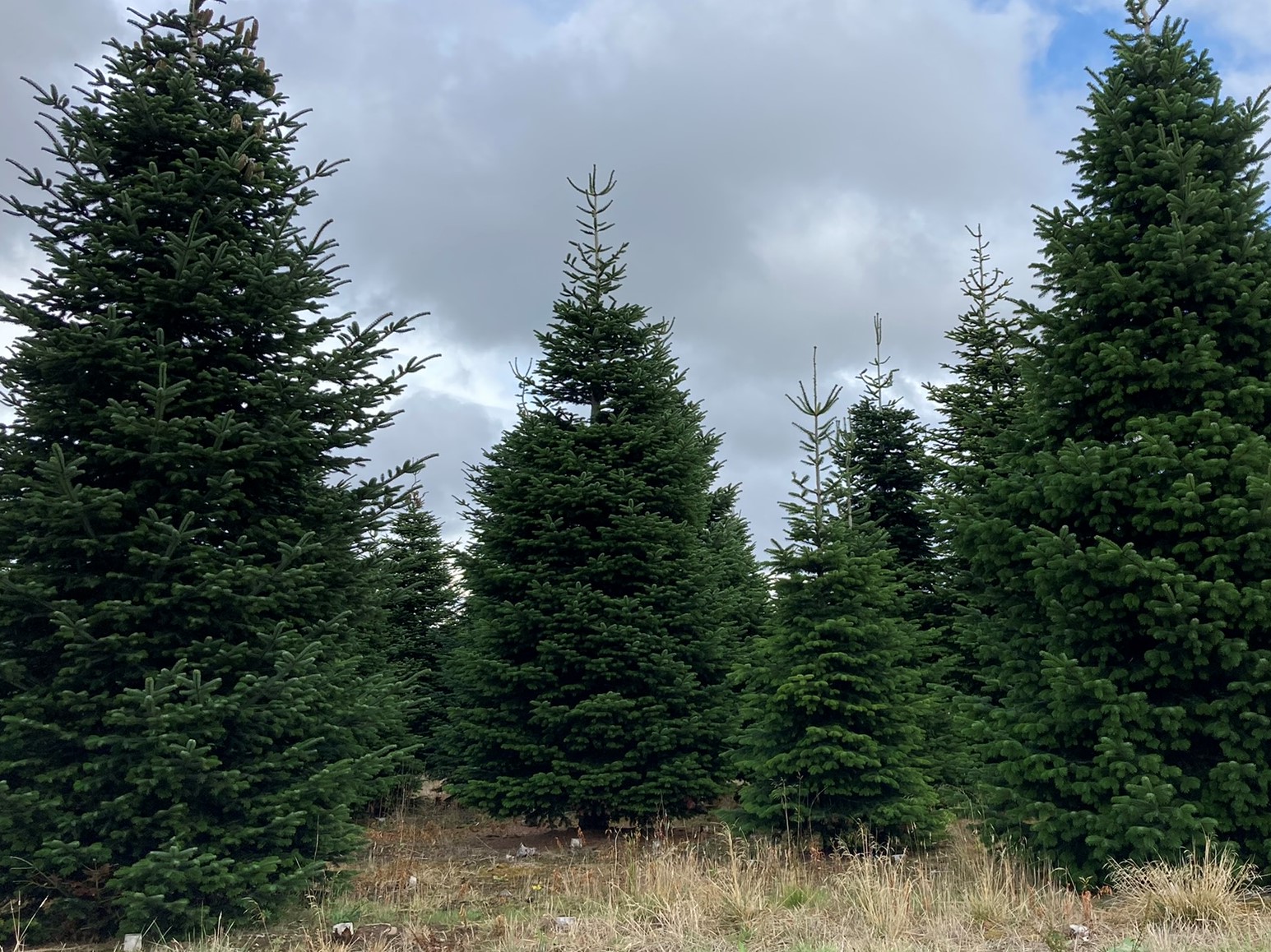 The Grimsby Christmas tree growing at a plantation near Louth