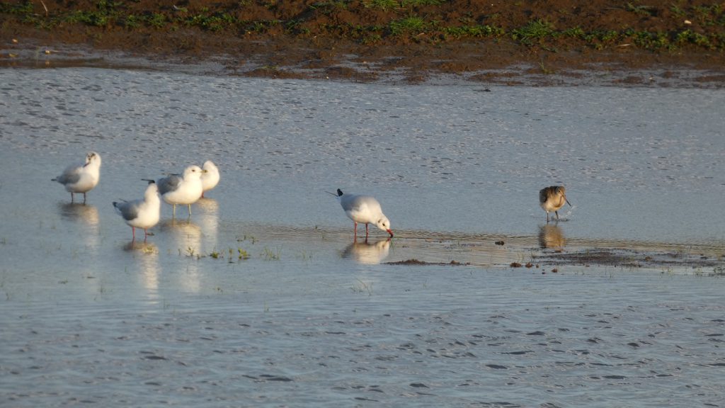 Common gull black-headed gull and black-tailed godwit