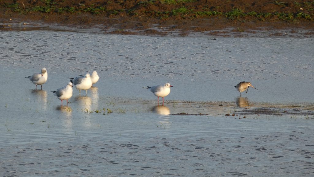 Common gull black-headed gull and black-tailed godwit