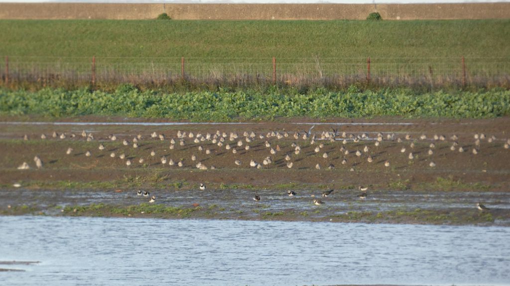 Curlew and lapwing