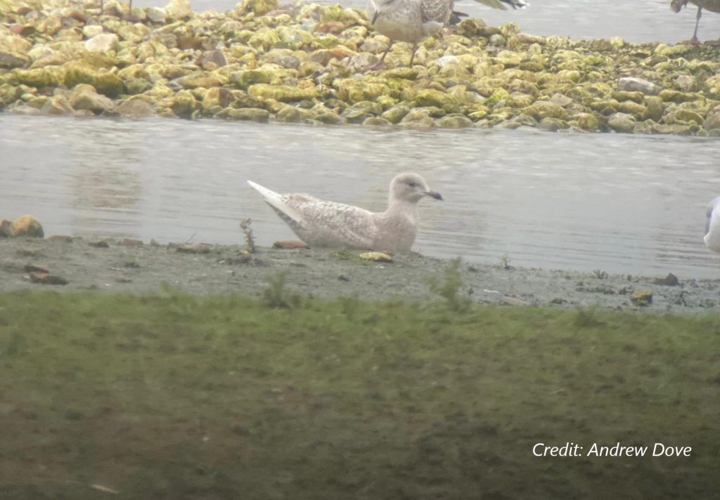 Iceland Gull