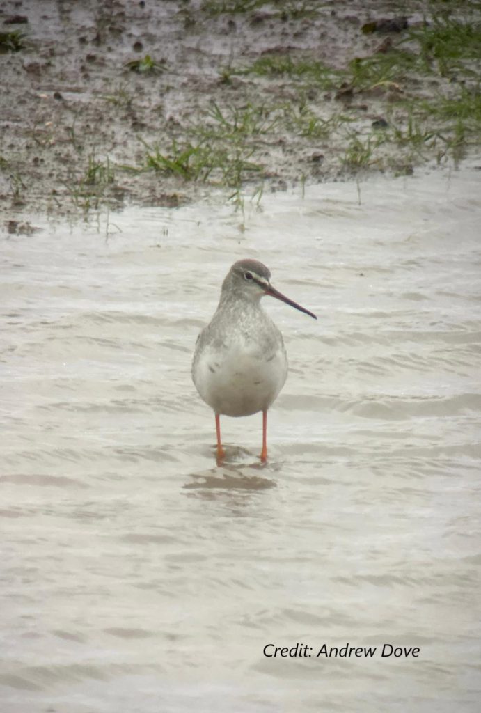 Spotted Redshank: Credit Andrew Dove