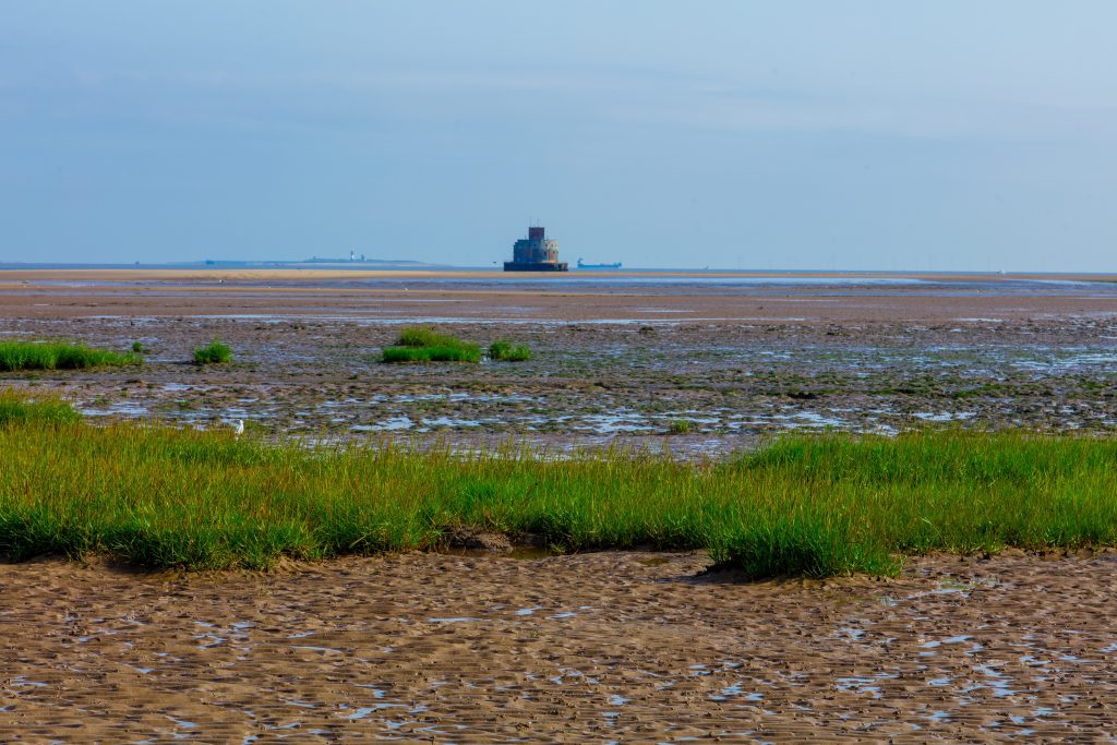 Grasses growing in the saltmarsh mud with the Humber sea fort in the distance.