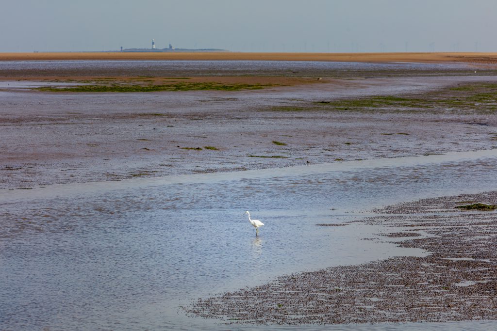 An egret feeding in the estuary mud