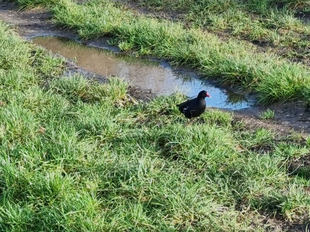 A moorhen at Freshney Parkway