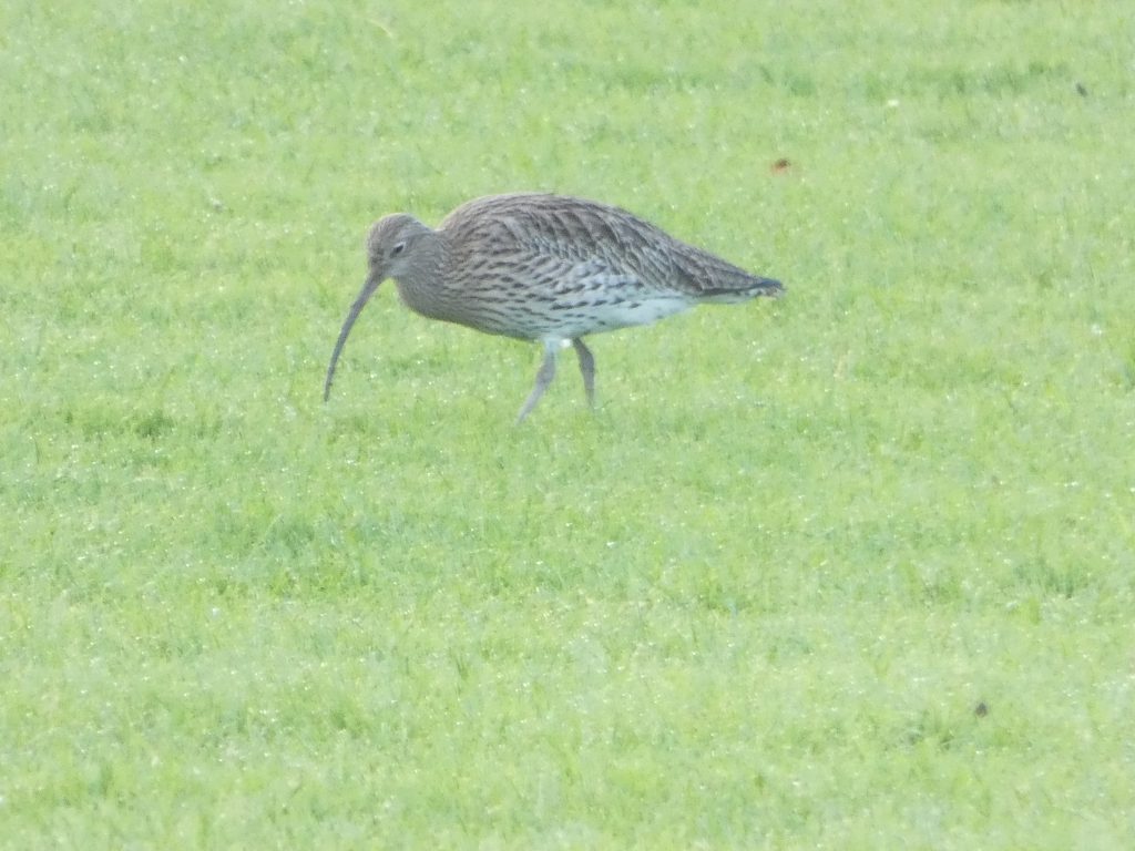 A curlew