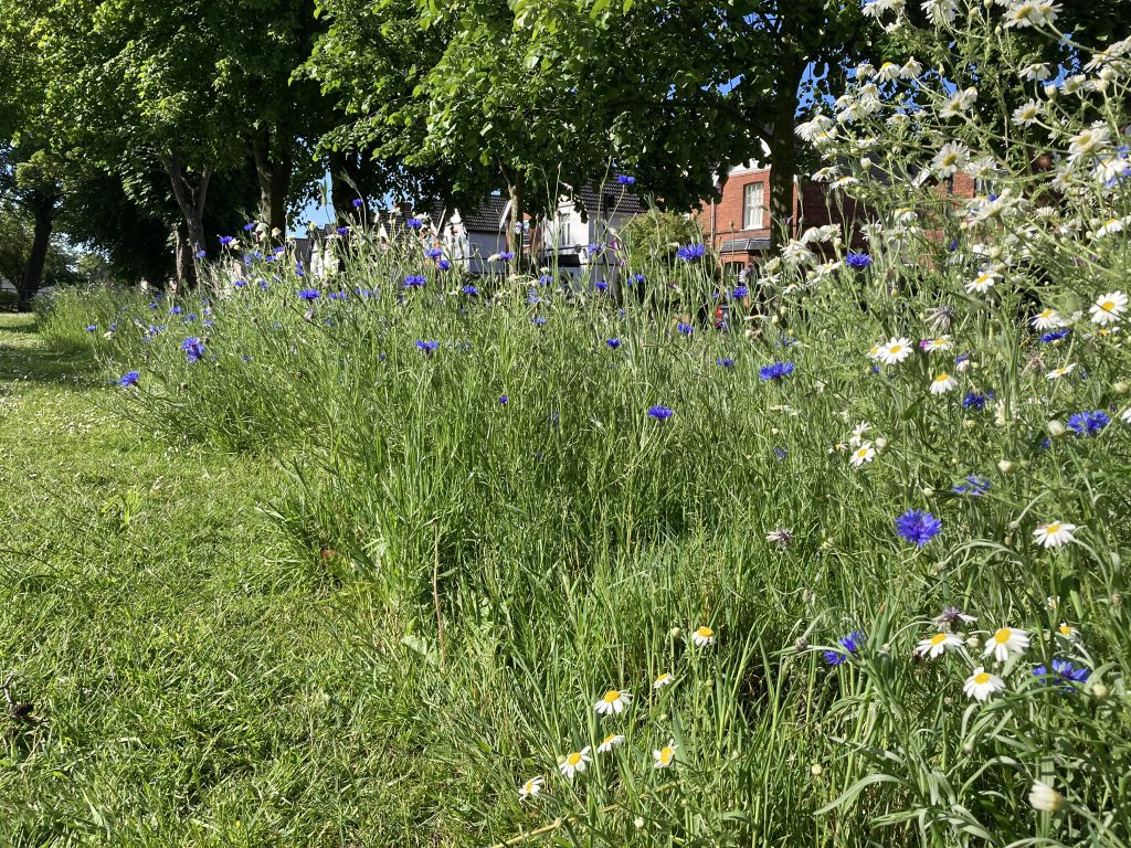 Wildflower meadow in Ainslie Street, Grimsby