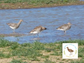 Three curlews wading at Novartis Ings near Grimsby
