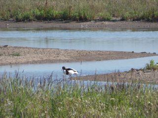 Shelduck wading