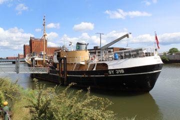 Ross Tiger in the sunshine