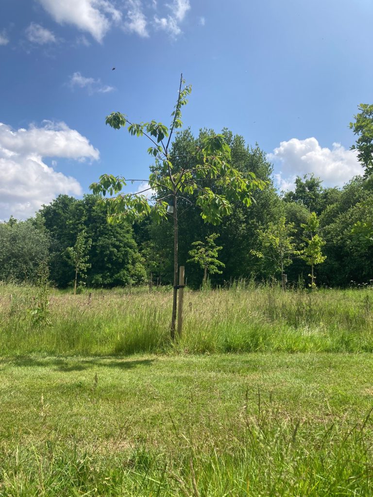 Woodland burial area at Grimsby Crematorium.