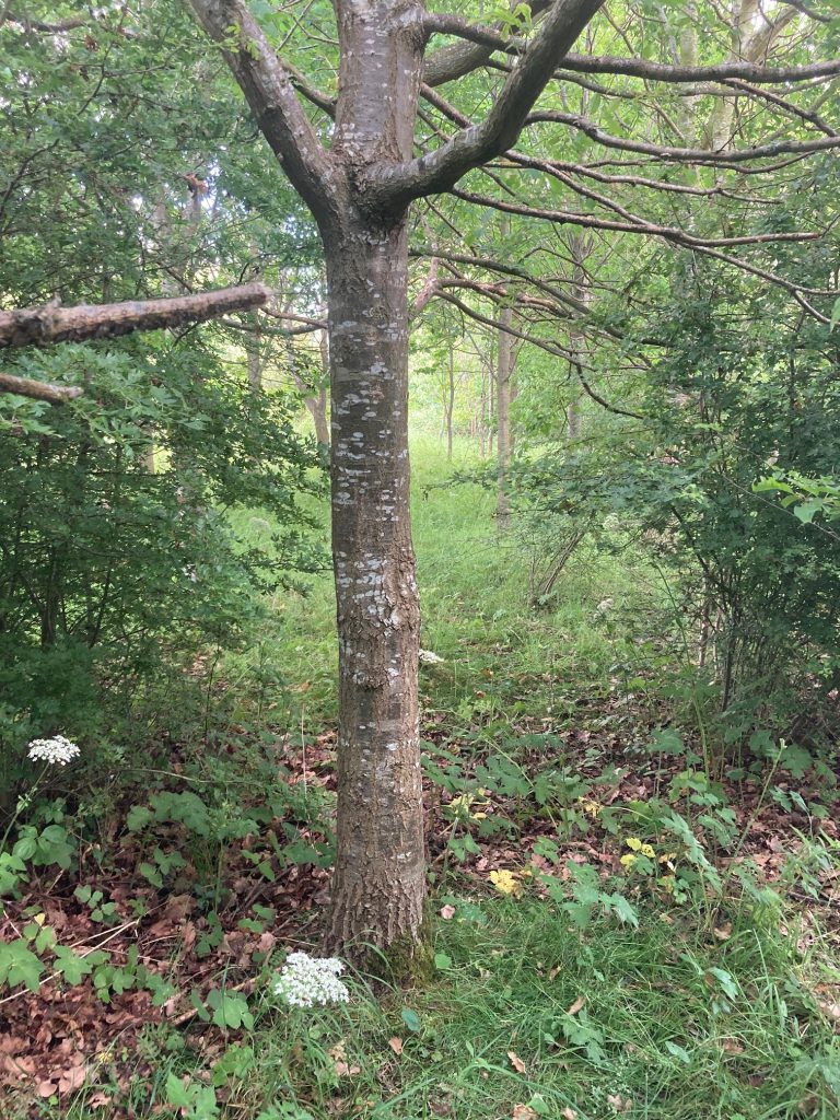 Woodland burial area at Grimsby Crematorium.