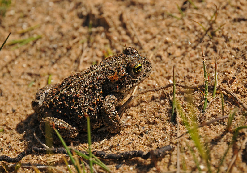 Natterjack Toad credit Natural England Peter Roworth