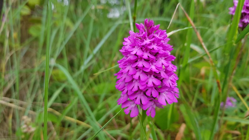 Pyramidal orchid credit Natural England Owen Beaumont