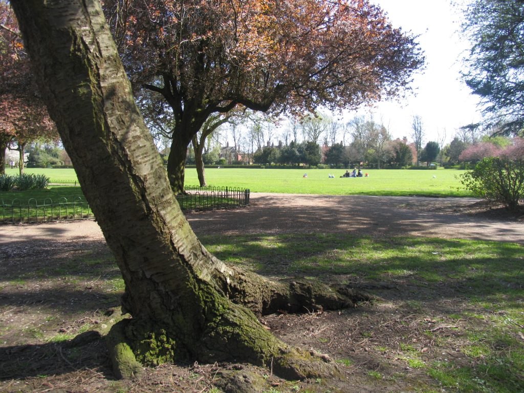 Trees in People's Park