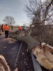 Tree being removed from road