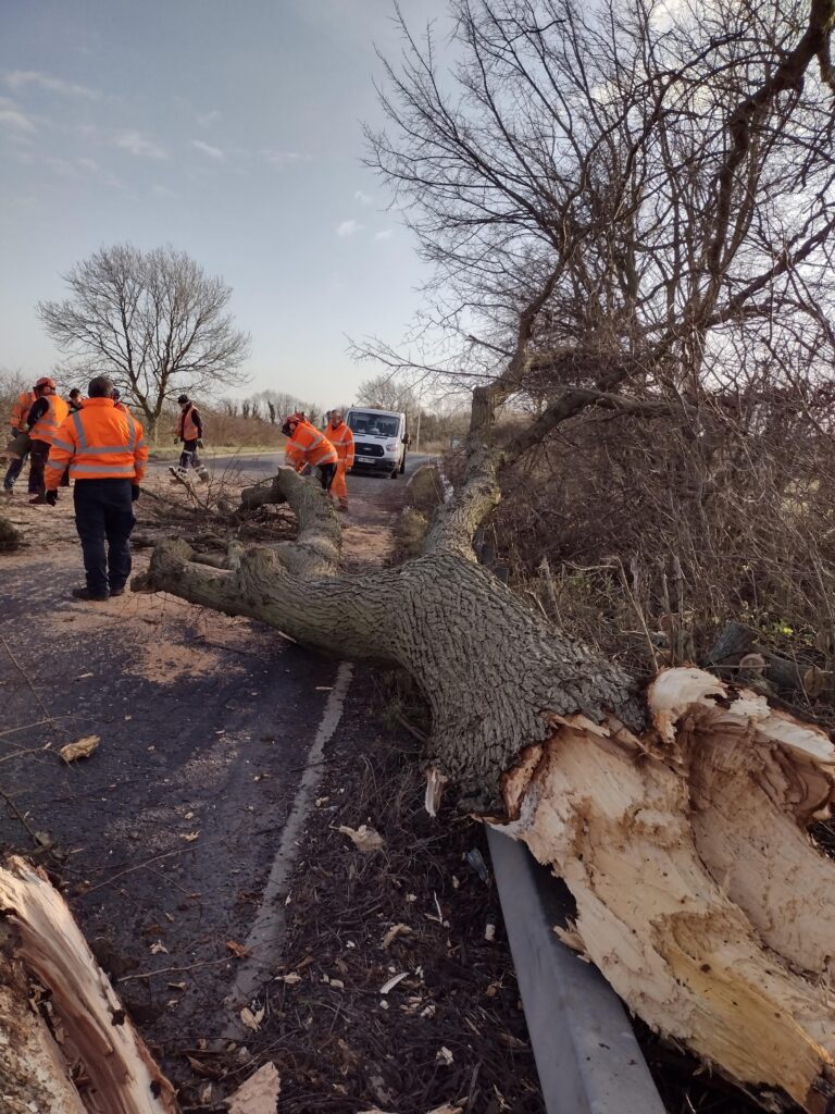 Tree being removed from road
