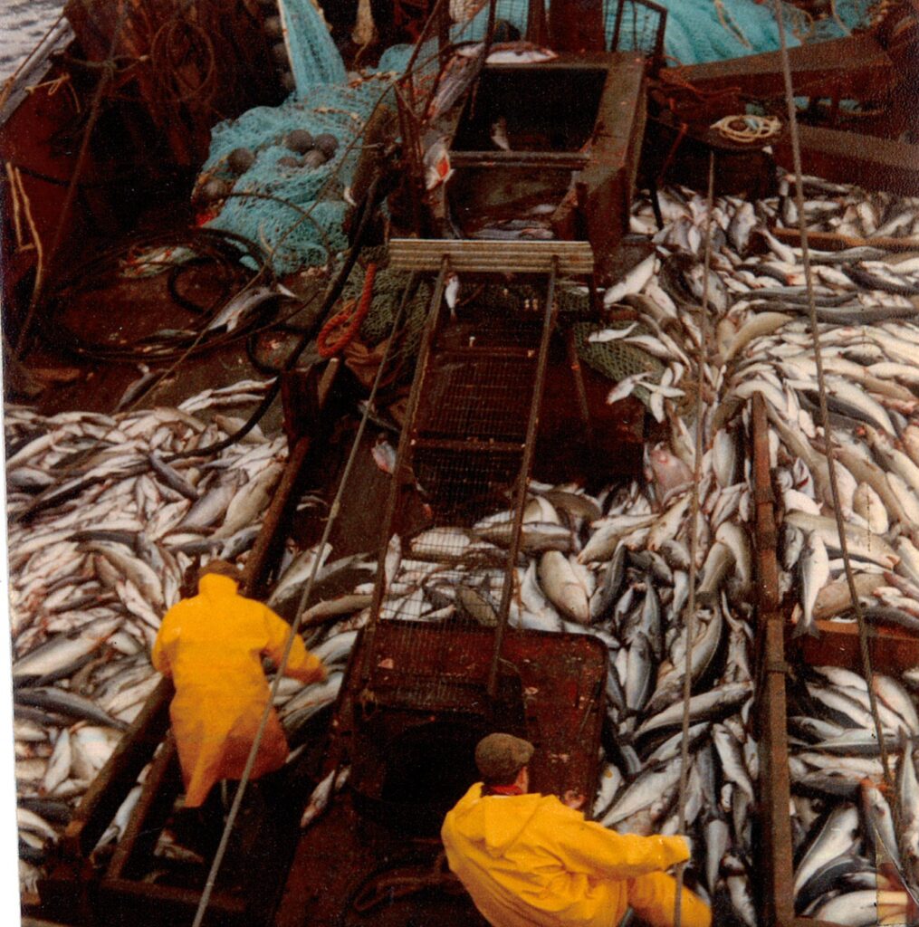 Fishdeck of fish from the Fred Powles Collection