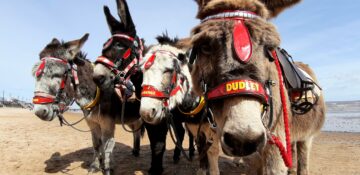 Donkeys looking at camera