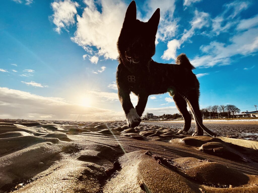 Dog on beach