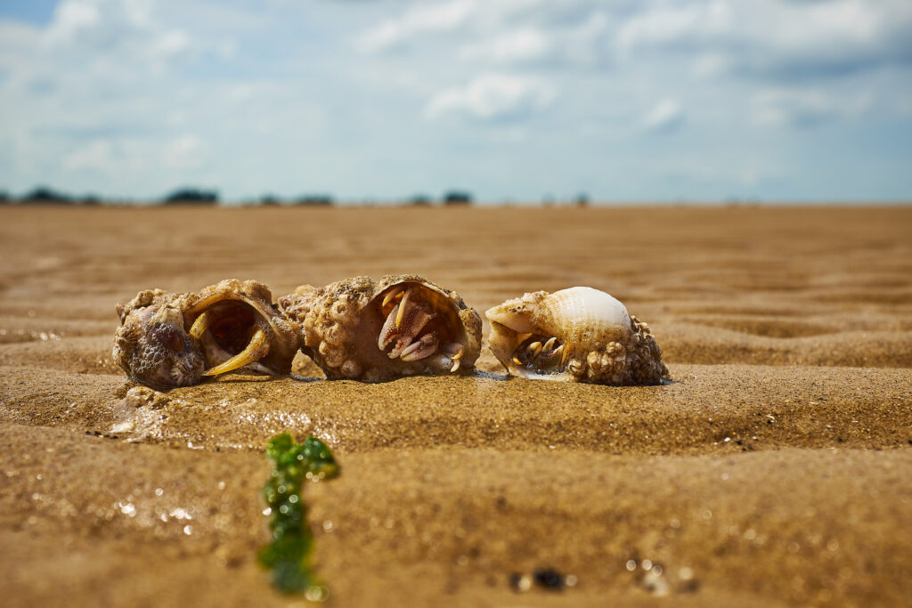 Shells on beach