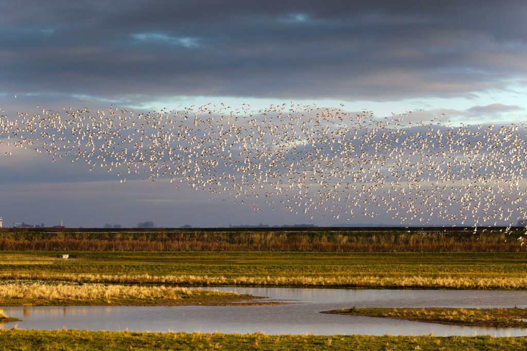 Flock of birds flying over Novartis Ings