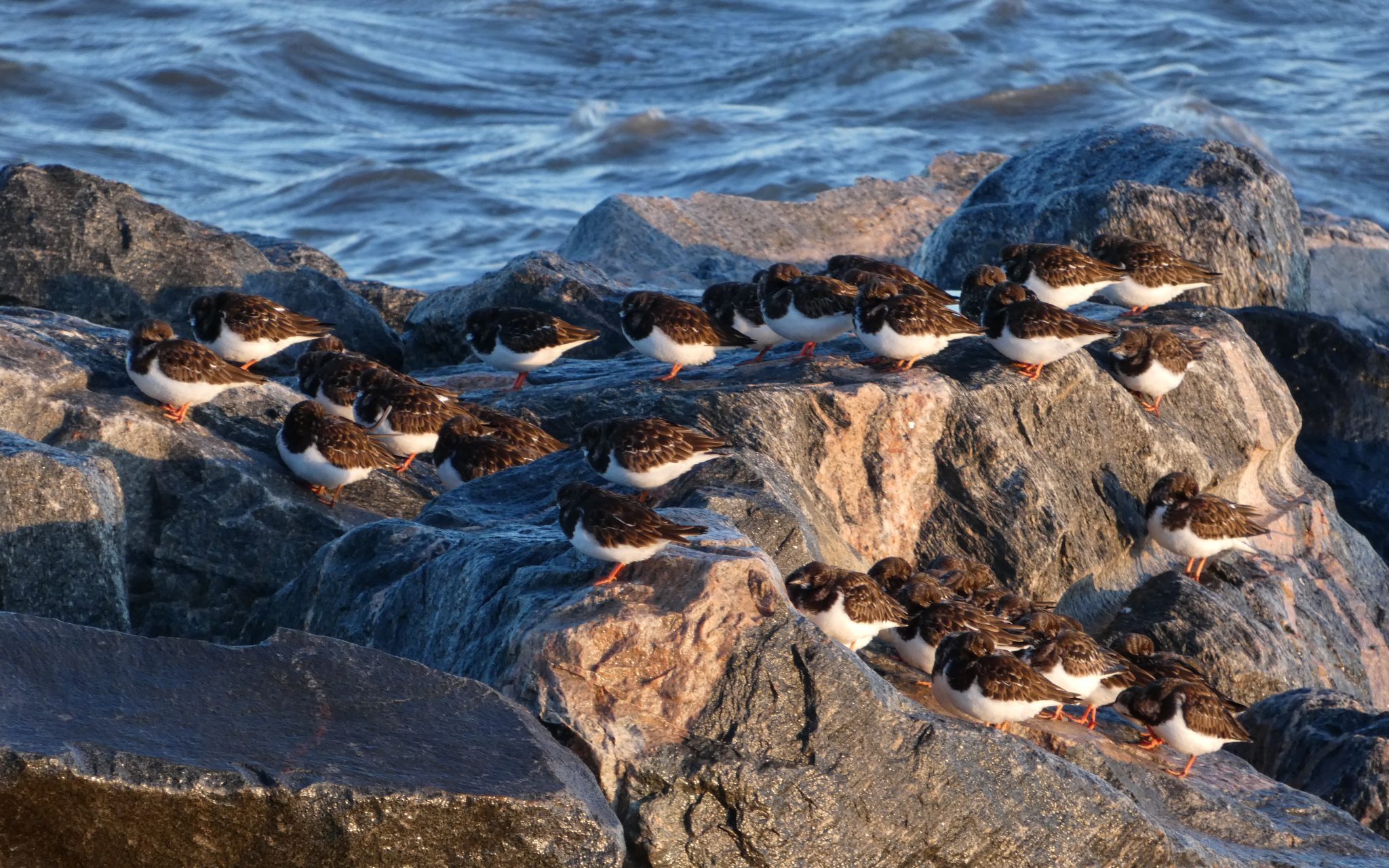 Birds on groynes