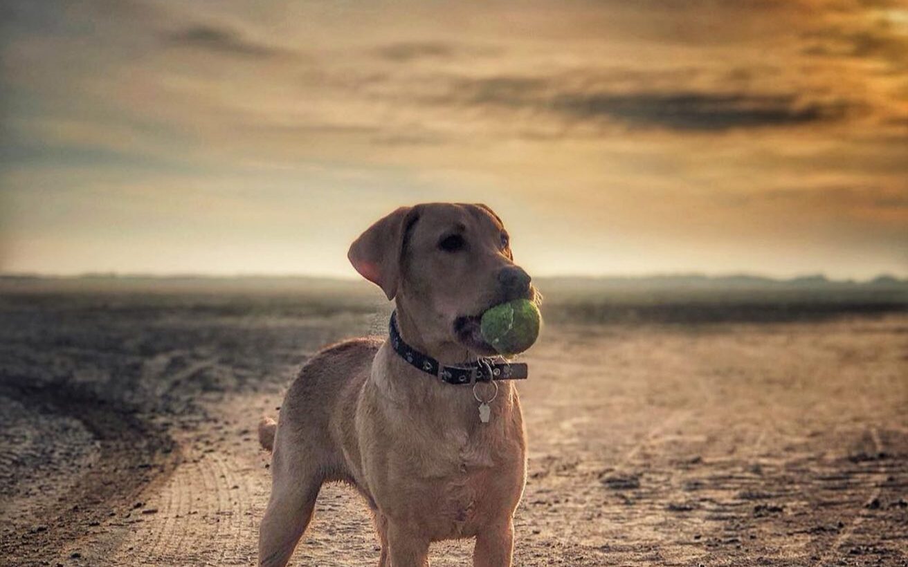 Dog on the beach