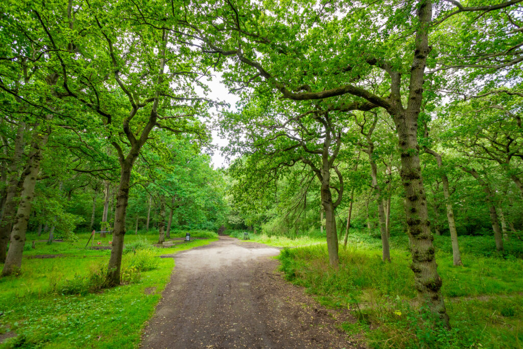 Woodland at Bradley and Dixon Woods